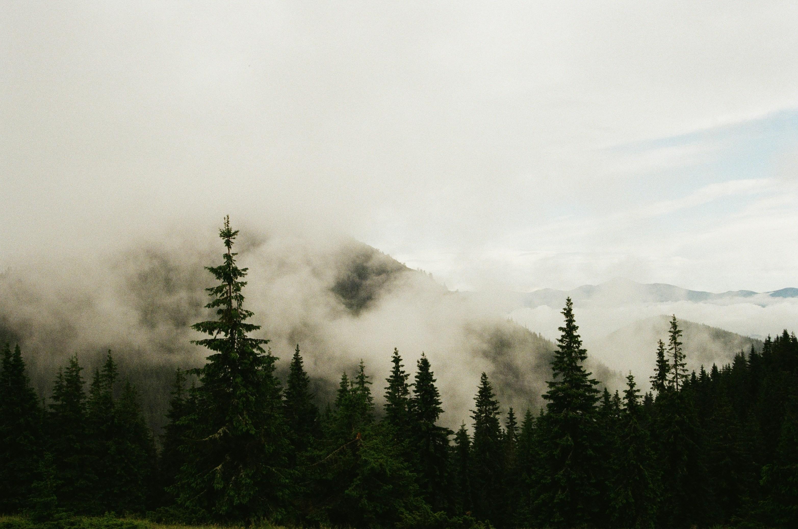 trees near mountain by Kseniia Rastvorova courtesy of Unsplash.